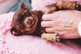 Close-Up Of Woman With Dog