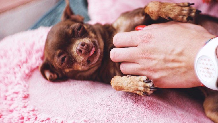 Close-Up Of Woman With Dog