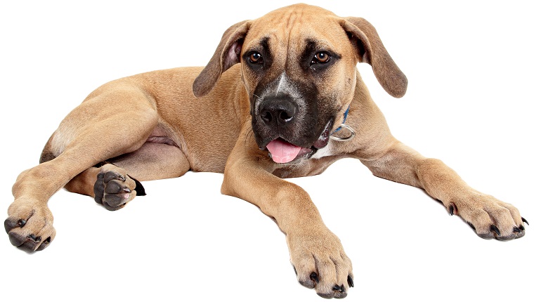 Staffordshire Bull Terrier x Bullmastiff Puppy looking at the camera on a white background