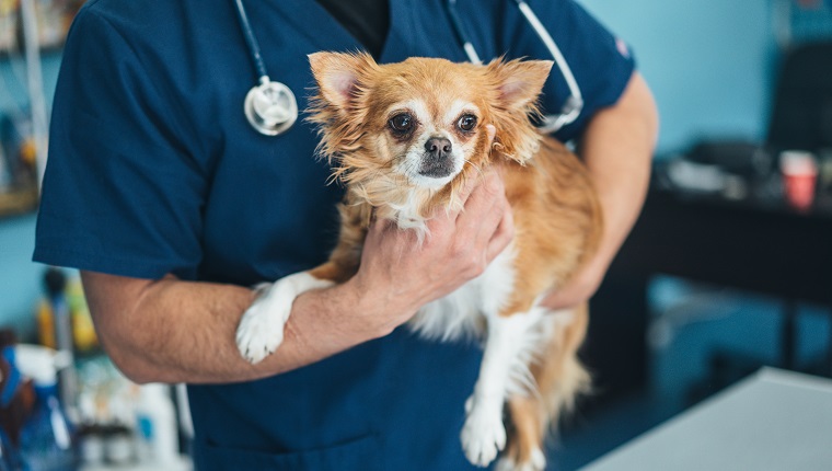 Veterinarian holds Chihuahua dog