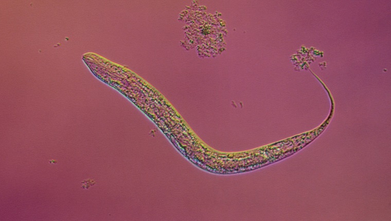 dog hookworm, ancylostoma caninum, larva