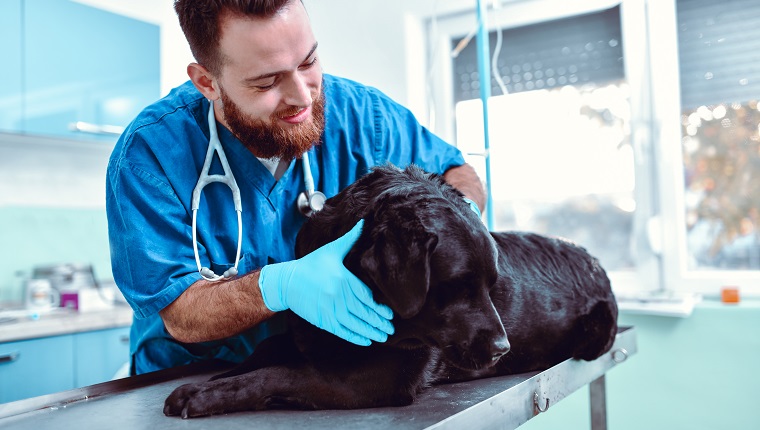 Smiling Male Vet Trying To Cheer Up Dog During Examination