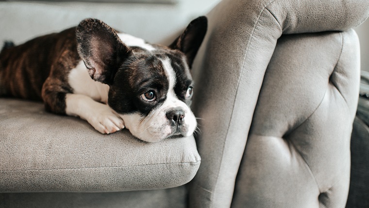 a bored french bulldog lying down and resting on sofa looking outside