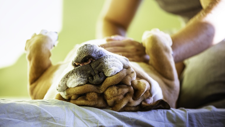 Happy english bulldog is lying on his back with his paws up while owner rubs his belly. Funny and sunny photo with a dog. Love pets.