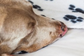 Close up of a sunburn injury in a dog nose