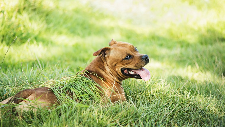 Staffordshire bull terrier cooling down on the grass in the shade after almost getting a heat stroke.