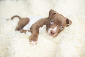 Pit Bull puppy lying on a white, fluffy blanket. This is a young American Pit Bull Terrier puppy.