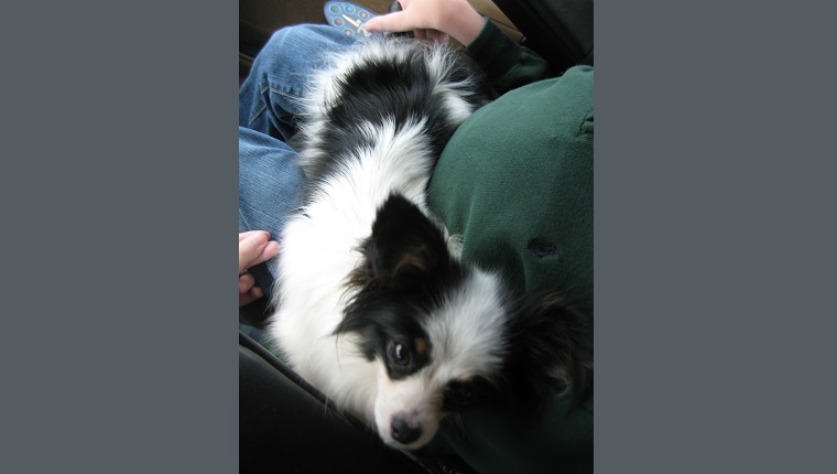 Piper nuzzling Kevin in first car trip together