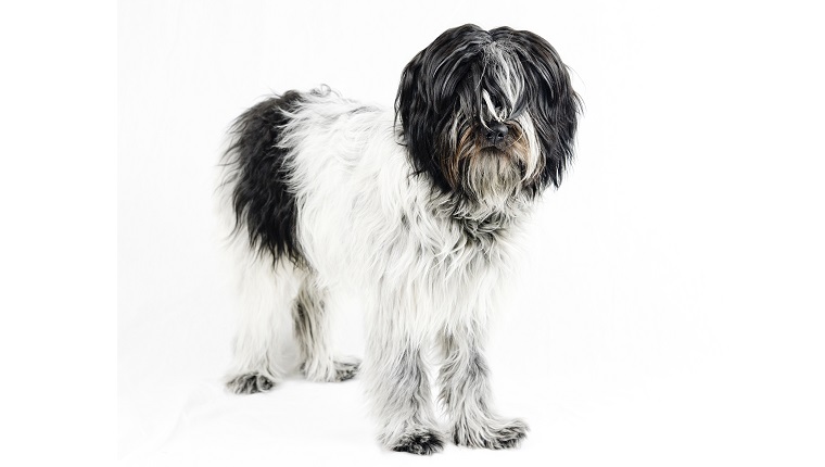 A young Schapendoes dog in studio.