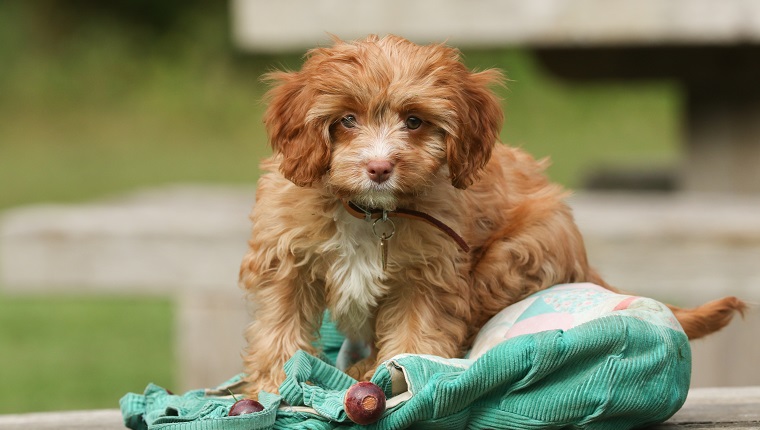 A cute Cavapoo puppy.