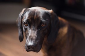 Studio shot of dog looking guiltily into the camera