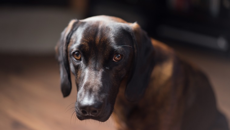 Studio shot of dog looking guiltily into the camera