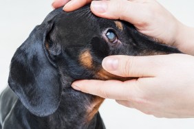 Veterinarian examine on the eyes of a dog dachshund. Cataract eyes of dog. Medical and Health care of pet concept.