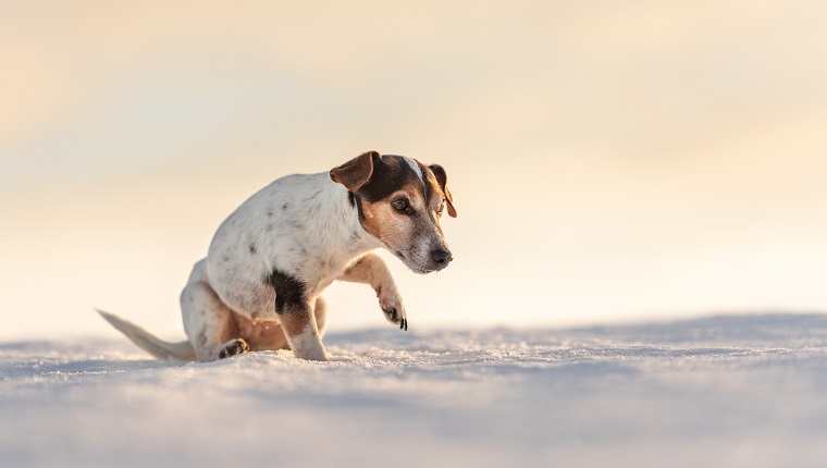 12 years old frozen Jack Russell Terrier dog is walking over a snowy meadow in winter. Small dog has cold feet.