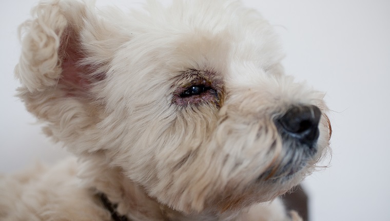 West Highland Terrier with medical condition dry eye