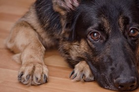 Sad dog lying on the floor and waiting (selective focus on the dog eyes) as the Missing You concept