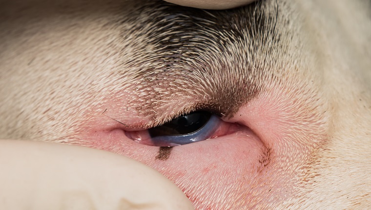 close-up photo of a dog with entropion