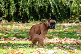 boxer poop, Dog in the park, Dog shit