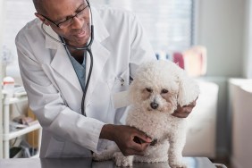 Black veterinarian examining dog in office