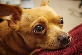 sad looking Chihuahua dog staring