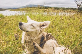 Ushuaia, Argentina - December 30th, 2011: a dog scratching in Gable Island of the Patagonian south.