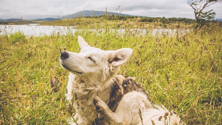 Ushuaia, Argentina - December 30th, 2011: a dog scratching in Gable Island of the Patagonian south.