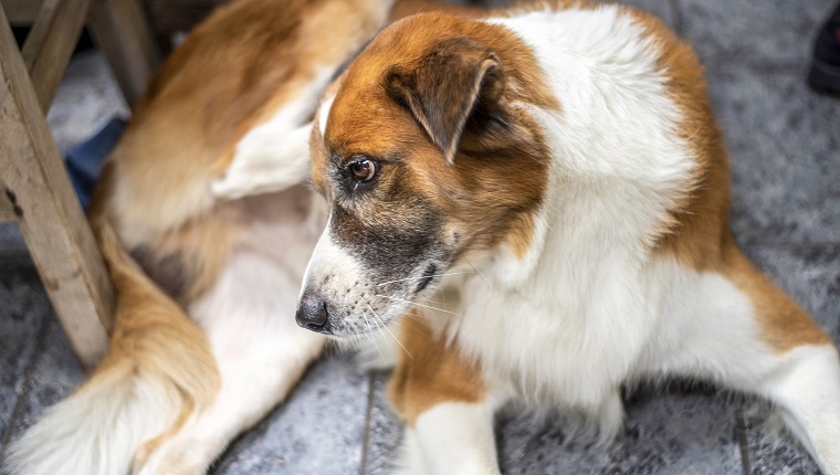 A hairy light brown and white  male dog scratching his right ear.