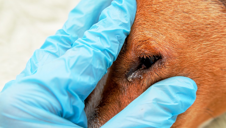 portrait of a dog with eye problem, conjunctivitis. Dog with bad swollen eyes due to an infection, dogs eye viewed from the side close up, in a square format, selective focus to ad copy space