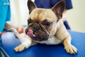 Injured dog receiving bandage in veterinary surgery