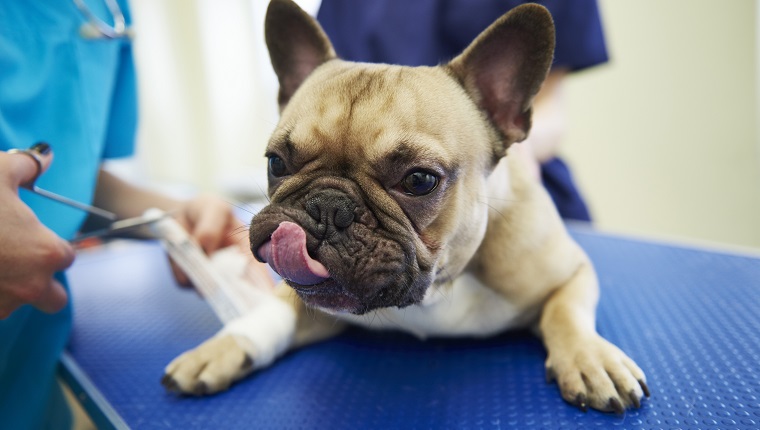 Injured dog receiving bandage in veterinary surgery