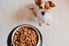 Jack Russell waiting for bowl full of good nutrition dog food