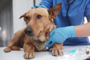 The veterinarian treating, checking on dog at vet clinic with irritable bowel syndrome.