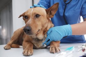 The veterinarian treating, checking on dog at vet clinic with irritable bowel syndrome.