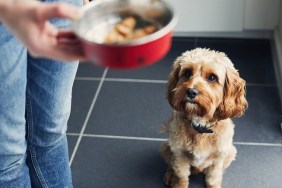 Woman feeding her pet dog training him to wait for his food