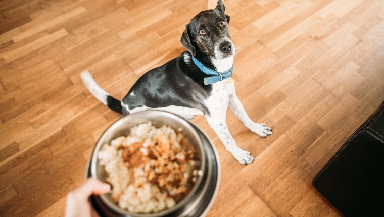 black and white dog seated awaiting for its food bowl