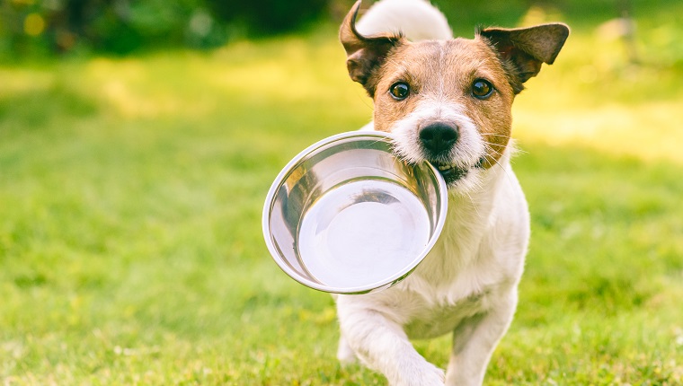 Jack Russell Terrier dog carrying in mouth metal plate