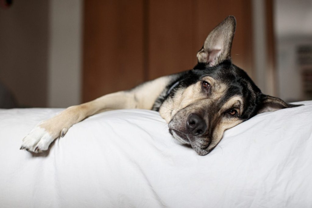 sick dog suffering from tracheal collapse
