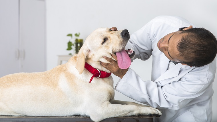 A young veterinary Doctor does medical examination on a sick 1 year old Yellow Labrador Retriever. He is checking the dog's mouth.