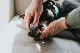 Relaxed black dog, lying on her side, on a sunny chair, having her teeth checked. Conceptual with space for copy.