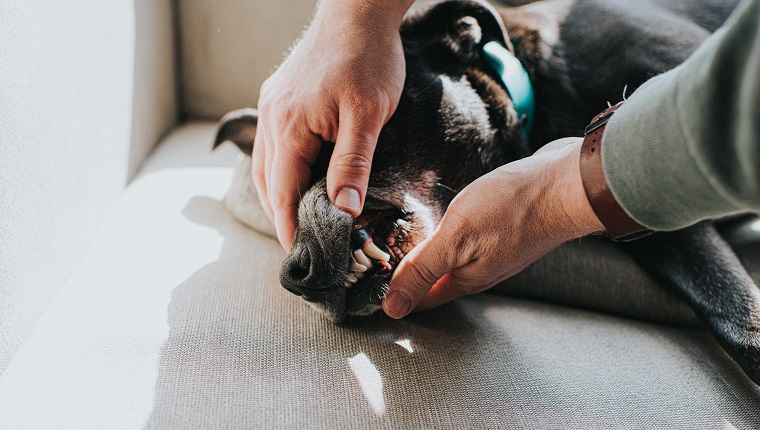 Relaxed black dog, lying on her side, on a sunny chair, having her teeth checked. Conceptual with space for copy.