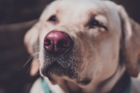 the pink nose of a golden retriever in sunlight