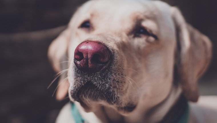the pink nose of a golden retriever in sunlight