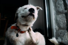 A white terrier dog scratching itself