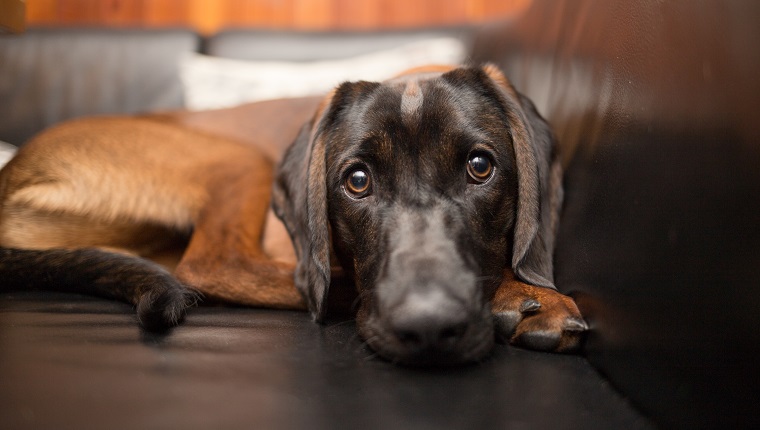 Beautiful brown Bavarian Mountain Hound on sofa looking directly into the camera