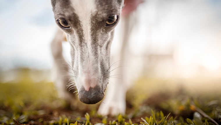 Dog smelling grass.