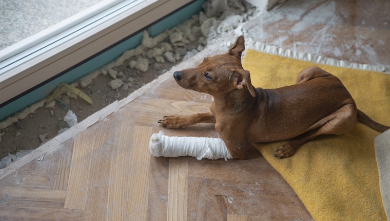 A dog with broken leg in casts looking out the window