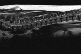 MUNICH, GERMANY - OCTOBER 18: MRI of a dog with a big herniated disc on October 18, 2010 in Heidelberg, Germany.