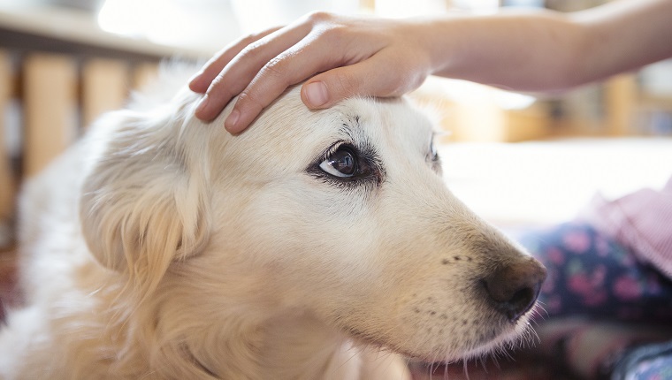 Child's hand stroking the head of a pet dog affectionately