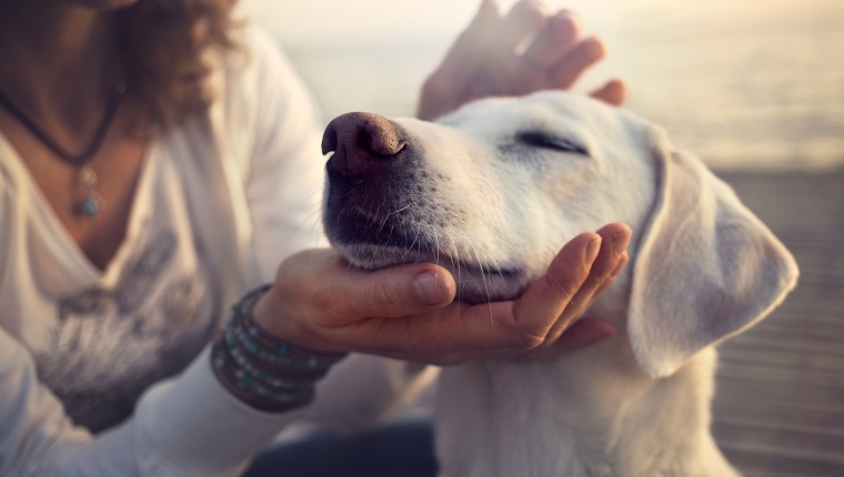 owner caressing gently her dog