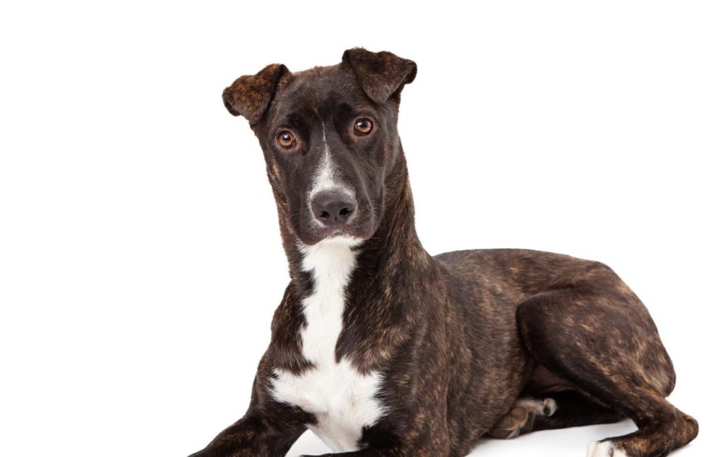 A beautiful Mountain Cur breed dog with a brindle coat laying down and looking at the camera